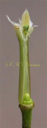  Corolla tube with stamens and pistil